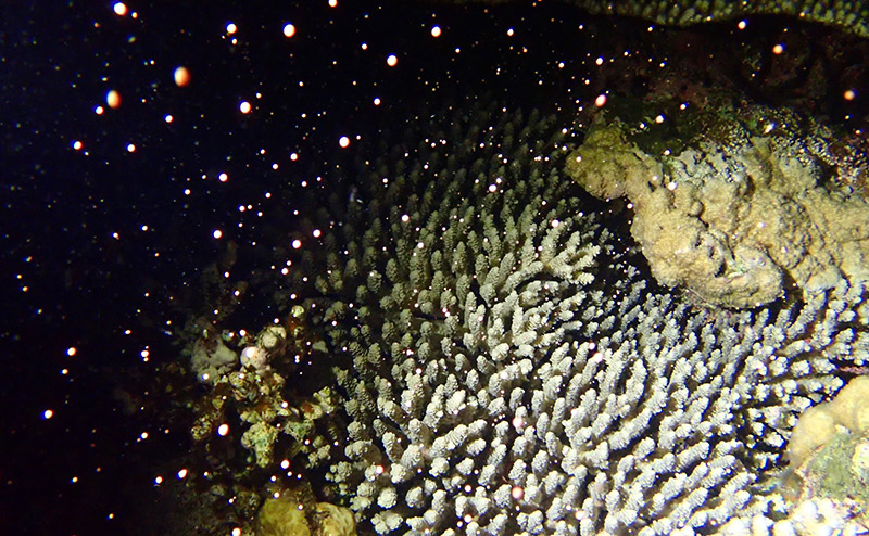 沖縄の海の貴重なサンゴの産卵